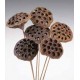 LOTUS PODS Natural 16"- OUT OF STOCK